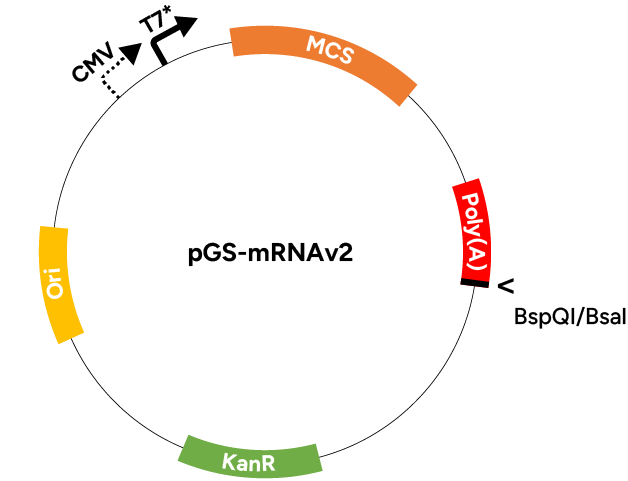 mRNA Applied Vector | GenScript