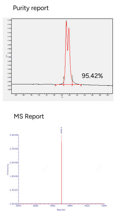 GenScript POC Conjugate Product - Peptide Conjugated to siRNA Middle