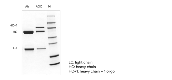 GenScript DAR1 AOC Conjugate Product Identification - SDS-PAGE