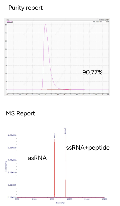 GenScript POC Conjugate Product - Peptide Conjugated to siRNA Antisense Strand