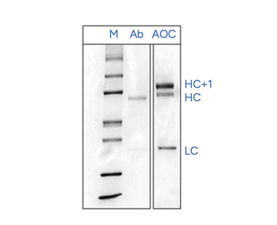 GenScript AOC Conjugate Product Identification - Denaturing PAGE