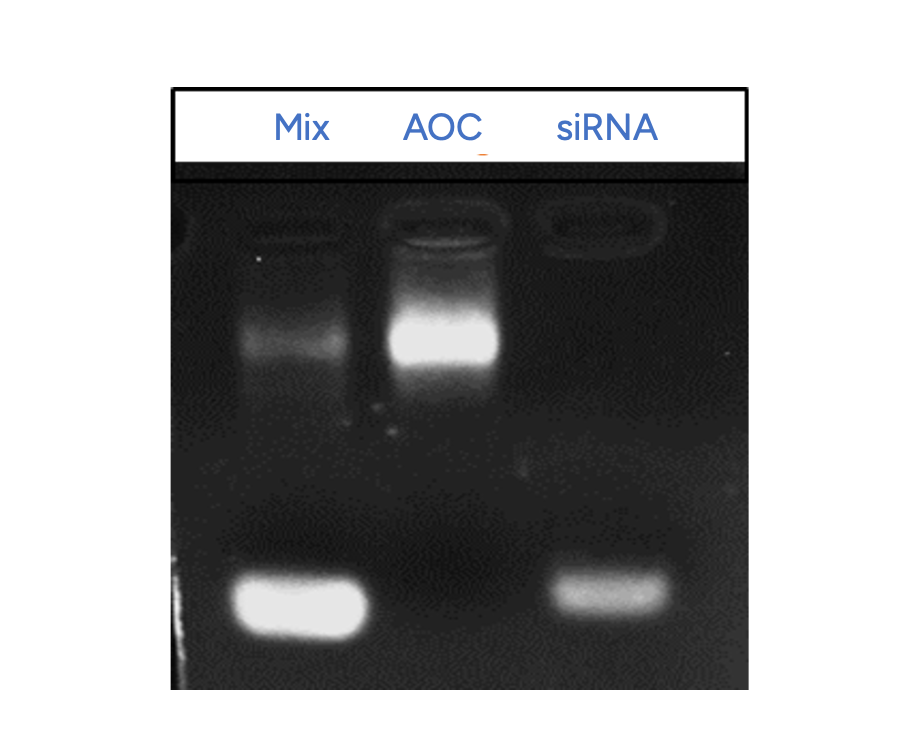 GenScript AOC Conjugate Product Identification - Agarose