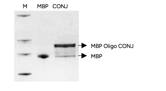 GenScript Protein-Oligonucleotide Conjugate Product Identification - Denaturing PAGE