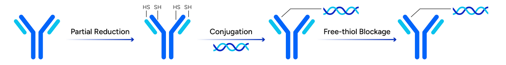 GenScript DAR1 AOC Conjugate Product 
