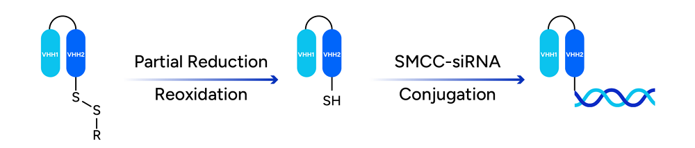 GenScript DAR1 AOC Conjugate Product 