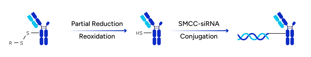 GenScript DAR1 AOC Conjugate Product 