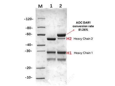 SDS-PAGE Analysis for AOC 