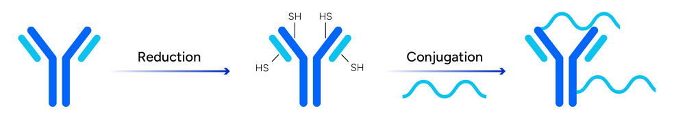 Random Conjugation with Reduced Cys