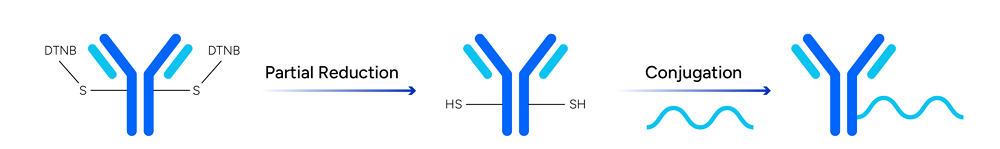 Thiomab Based Conjugation