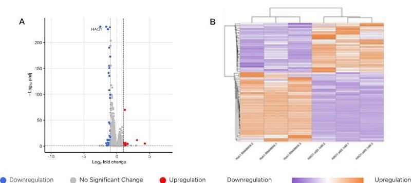  Off-Target Analysis Results of Unmodified siRNA via RNA-Seq - 1 /  Off-Target Analysis Results of Unmodified siRNA via RNA-Seq - 2