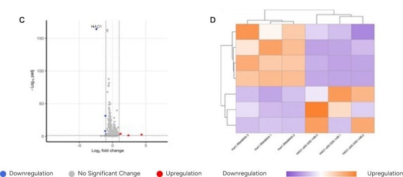  Off-Target Analysis Results of Modified siRNA via RNA-Seq - 1/  Off-Target Analysis Results of Modified siRNA via RNA-Seq - 2