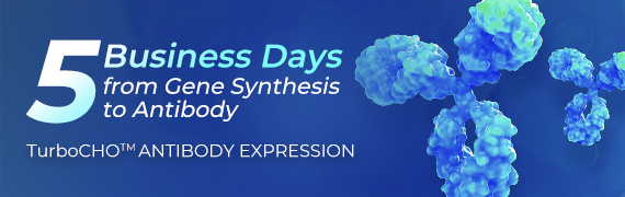 TurboCHO™ Antibody Expression