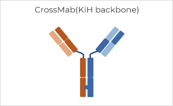 Bispecific Antibody Production, Titer 374mg/L with Purity > 99%