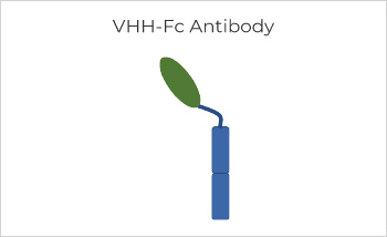 Bispecific Antibody Production, Titer 374mg/L with Purity > 99%