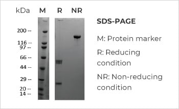 Bispecific Antibody Production, Titer 374mg/L with Purity > 99%