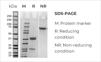 Bispecific Antibody Production, Titer 374mg/L with Purity > 99%