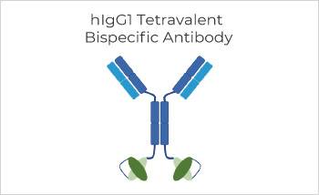 Bispecific Antibody Production, Titer 374mg/L with Purity > 99%
