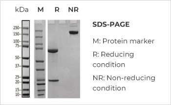 Bispecific Antibody Production, Titer 374mg/L with Purity > 99%