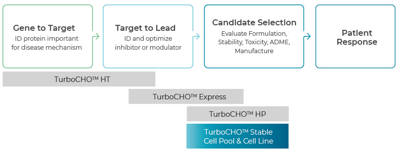 TurboCHO stable cell pool and cell line workflow