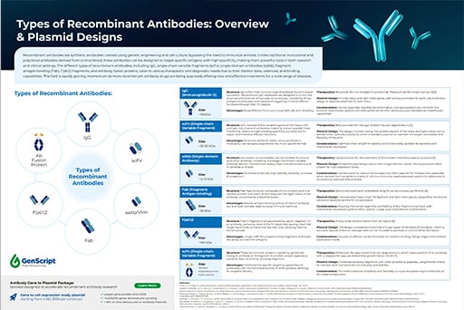 Infographic: Types of Recombinant Antibodies: Overview & Plasmid Designs