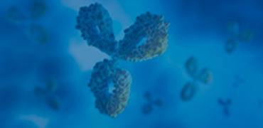TurboCHOTM Antibody Expression 