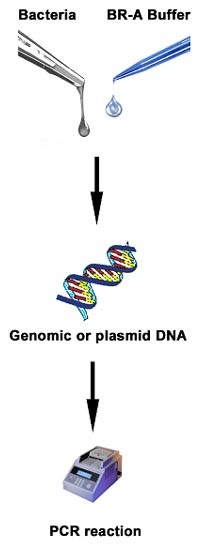 BacReady™ Multiplex PCR System - GenScript